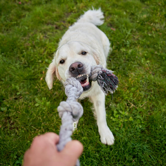 Why Dogs Destroy Their Toys & How to Stop It