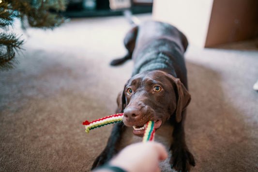 Top 10 Dog Gadgets Every Pet Owner Needs in 2025