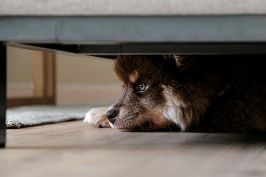 How to Keep Your Dog Entertained Indoors | Complete Guide 2025